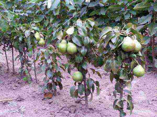 Some varieties of pears begin to bear fruit after planting in the 10th year and even later.