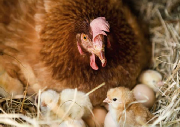 Hen on eggs and chick