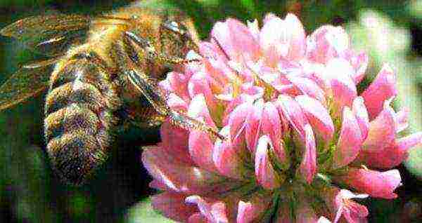 A bee collects nectar from a clover flower