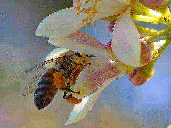 A bee collects nectar from a tea tree flower