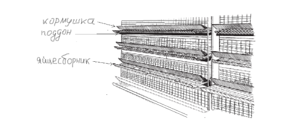 scheme para sa pag-install ng mga cages sa isang hen house na may racks