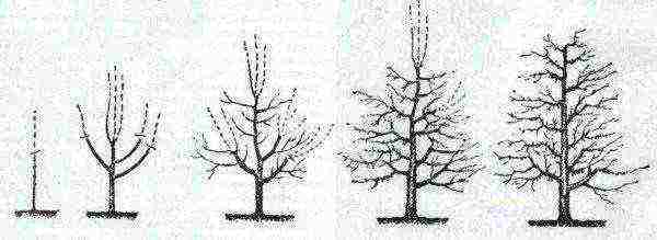 Scheme for the correct pruning of pears