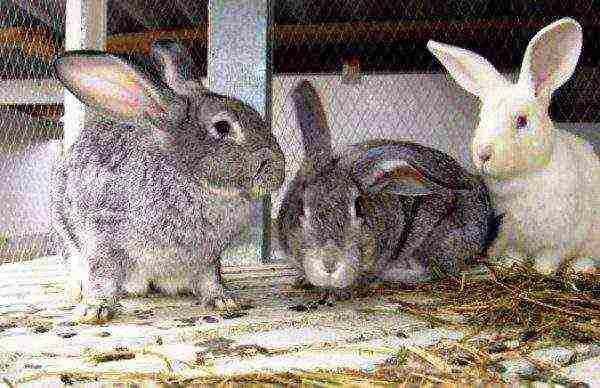 Adult rabbits in the pen