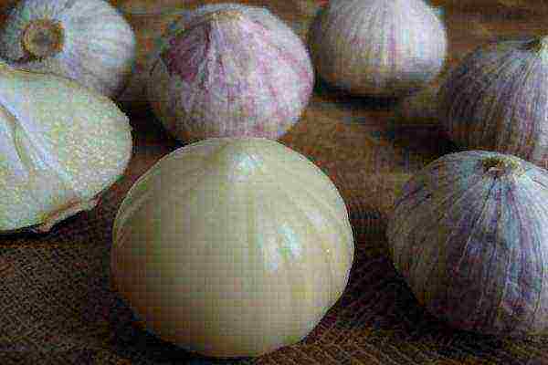 Chinese garlic is round with white skin