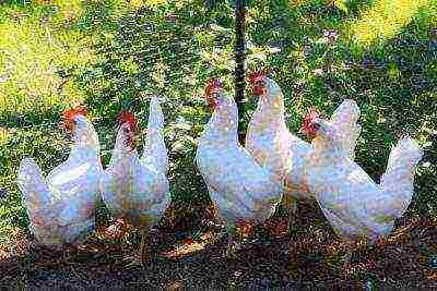 White Leghorn chickens behind the net