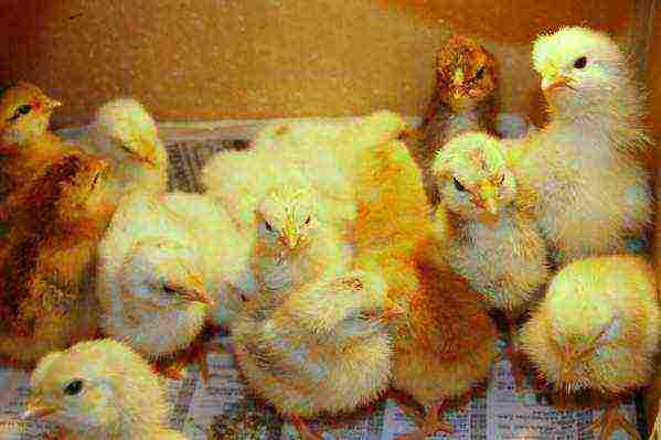 Correct management of newly hatched broiler chicks
