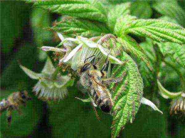 زهرة التوت مع النحل