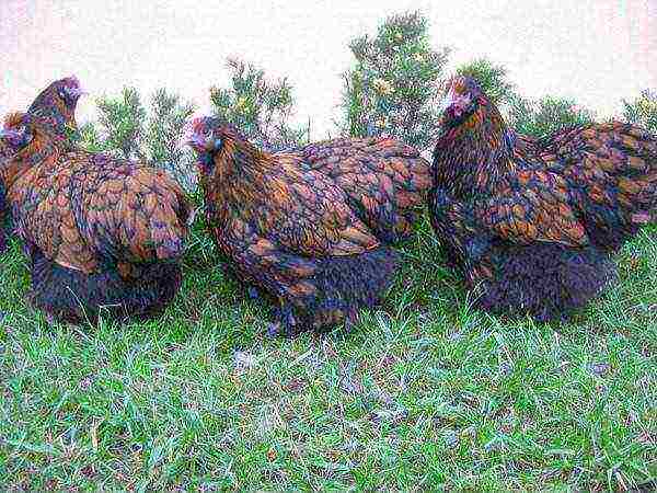 orpington black-bordered chickens