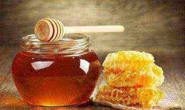 Fresh natural honey with honeycomb
