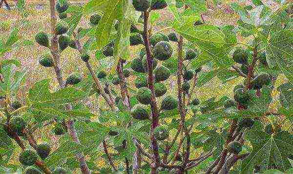 Green fig fruits on branches in the middle of summer