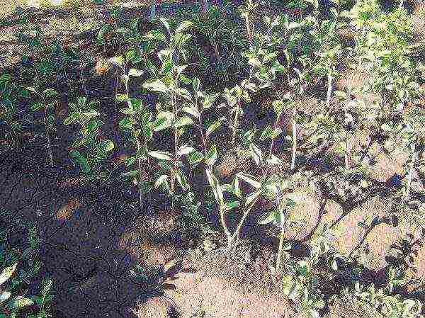 Young saplings of irgi obtained from seeds