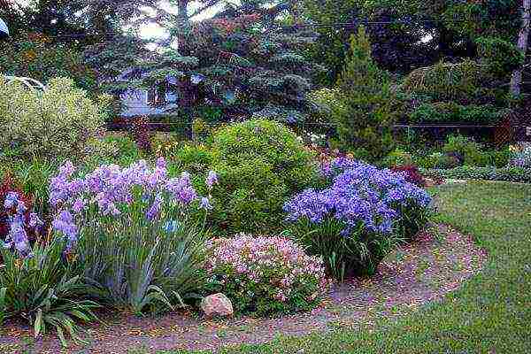 irises planting from seeds and care in the open field