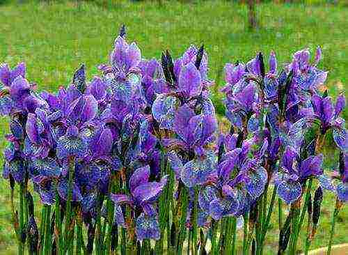 irises planting from seeds and care in the open field