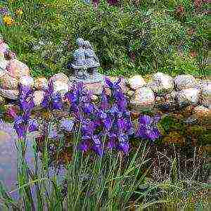 irises planting from seeds and care in the open field