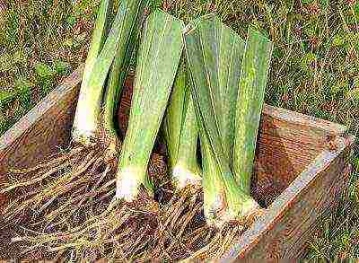 irises planting from seeds and care in the open field