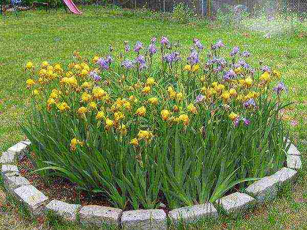 irises planting from seeds and care in the open field