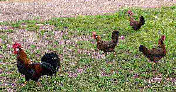 Italian partridge