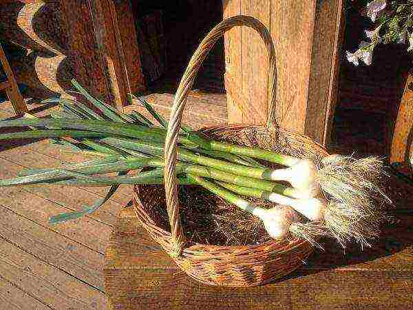 Young Garlic Harvested in a Basket
