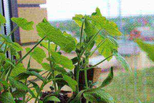 One of the most common reasons for pulling seedlings is a lack of lighting.