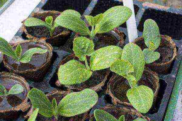 For growing squash seedlings, it is ideal to use peat pots