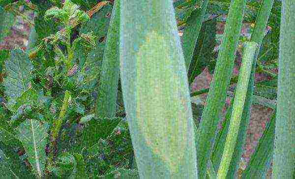 Downy mildew on decorative garlic