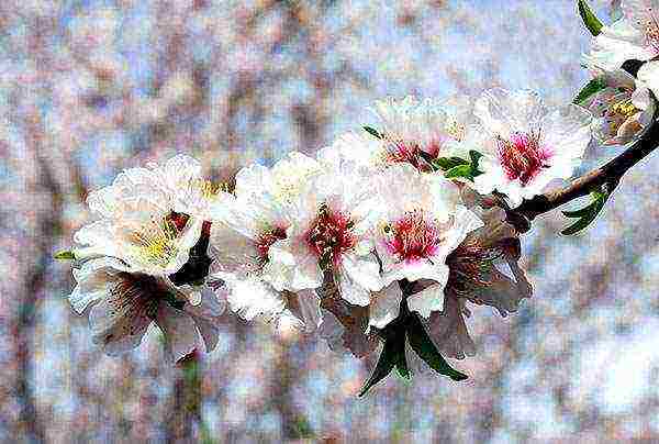 Bademi cvatu u ožujku-travnju bijelim ili svijetlo ružičastim cvjetovima