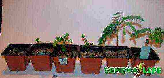 how to grow bonsai from seeds at home from seeds