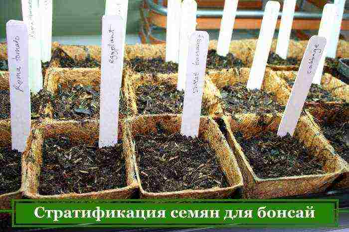 how to grow bonsai from seeds at home from seeds