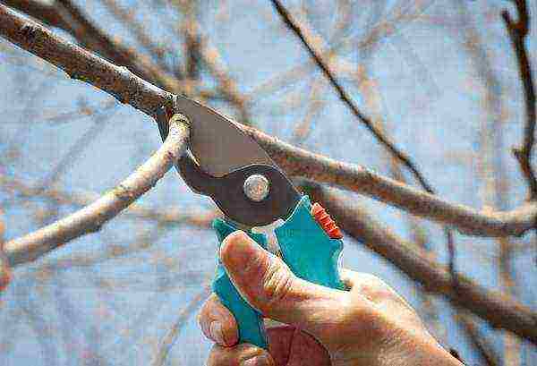 Thinning the crown and fruits on a pear tree, treating with fungicides will help protect the crop