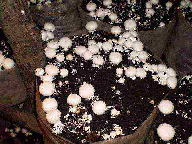 how to start growing mushrooms at home