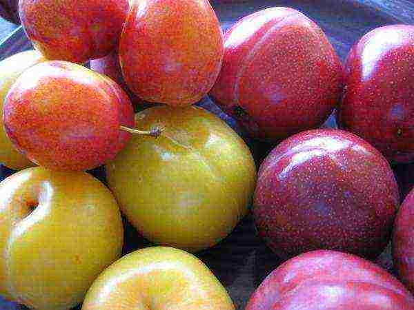How to distinguish plum from cherry plum: a noticeable difference