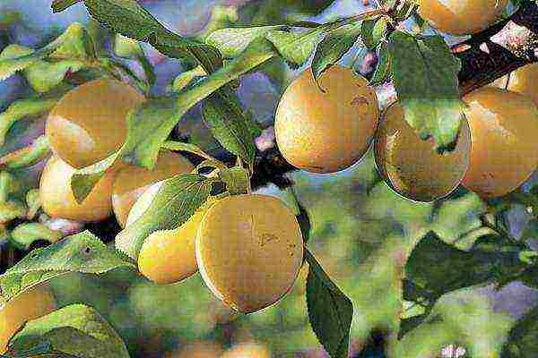 How to distinguish plum from cherry plum: a noticeable difference