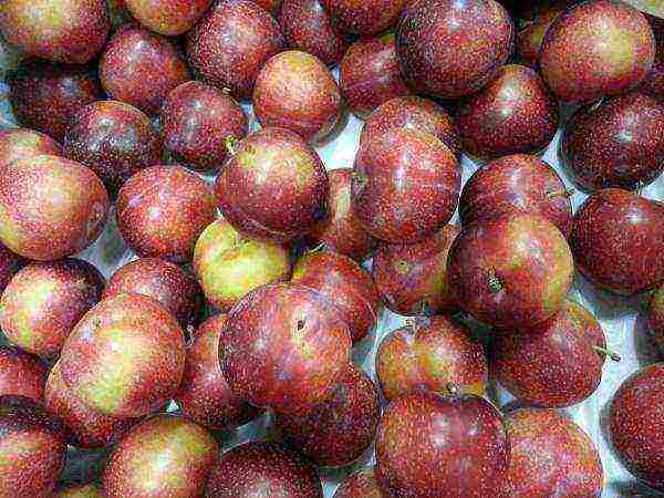 Paano makilala ang plum mula sa cherry plum: isang kapansin-pansin na pagkakaiba