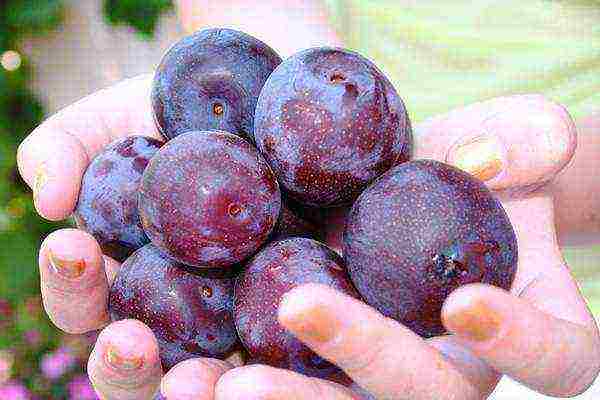 How to distinguish plum from cherry plum: a noticeable difference