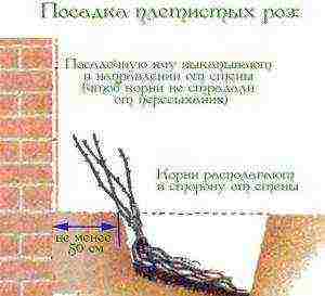 how to prepare the soil for planting roses in open ground in spring