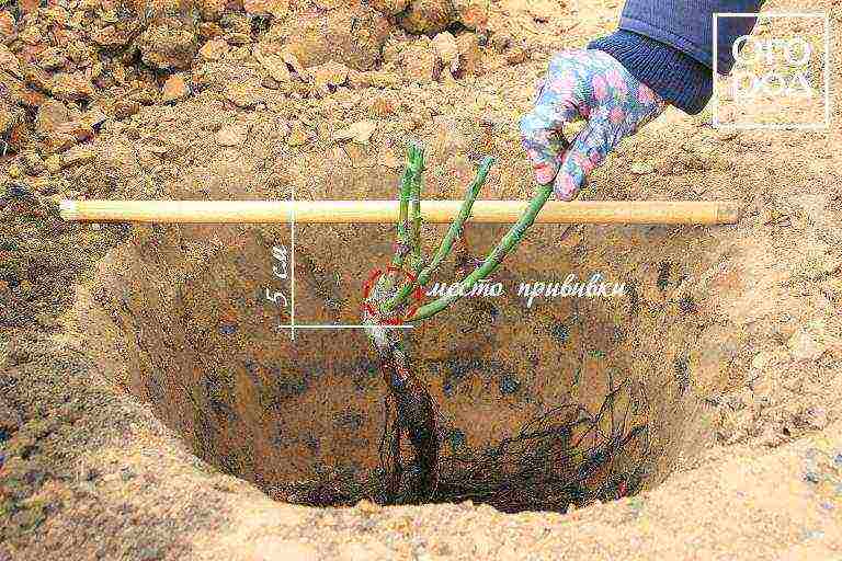 how to prepare the soil for planting roses in open ground in spring