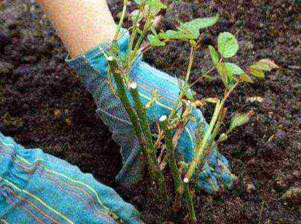 how to prepare the soil for planting roses in open ground in spring