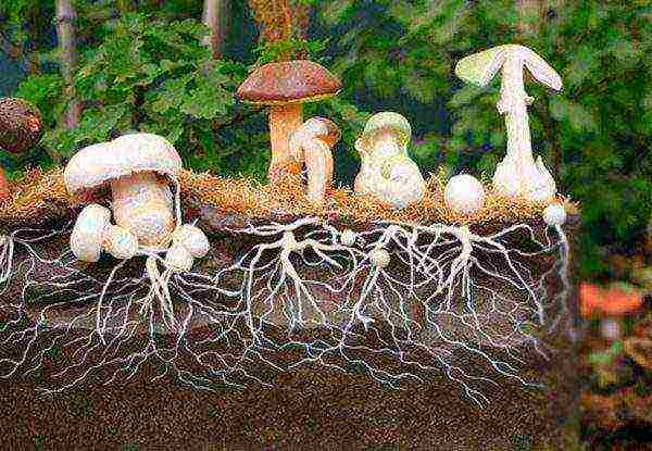 Sectional diagram of mushroom growth from mycelium