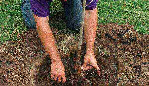 Burying a prepared seedling in a hole