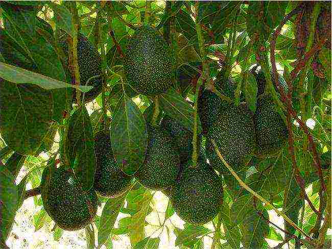 how to properly grow seed avocados at home