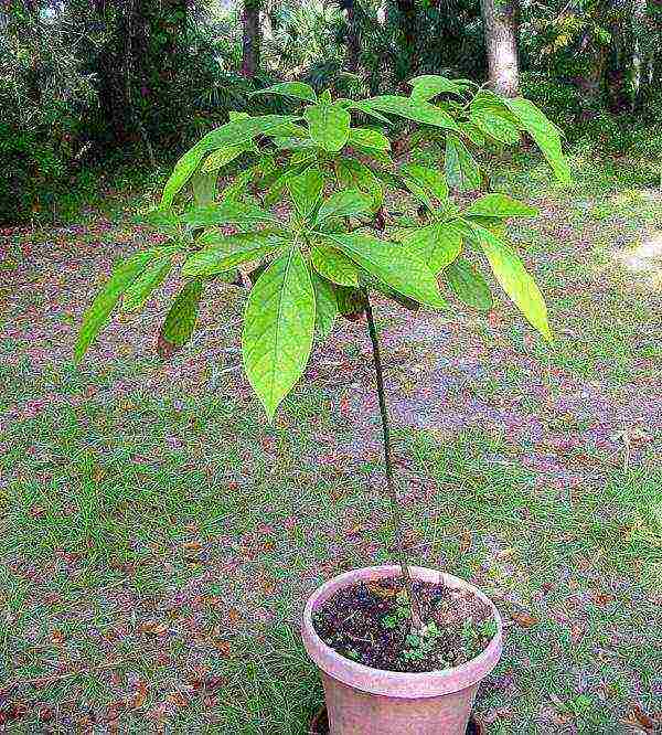 kung paano maayos na mapalago ang mga avocado ng binhi sa bahay