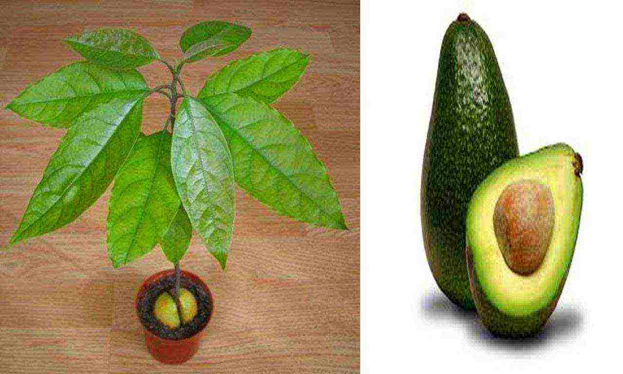 how to properly grow seed avocados at home