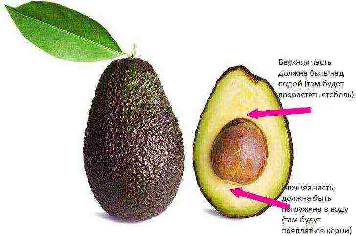 how to properly grow seed avocados at home