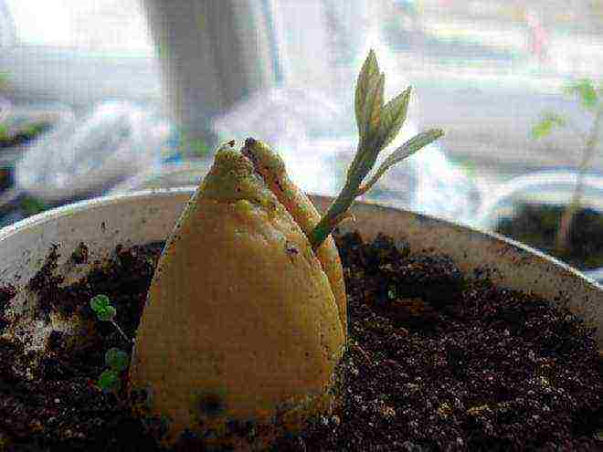 how to properly grow seed avocados at home