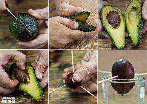 how to properly grow seed avocados at home