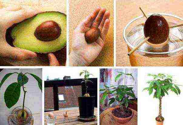 how to properly grow seed avocados at home