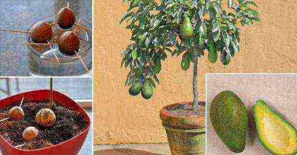 how to properly grow seed avocados at home