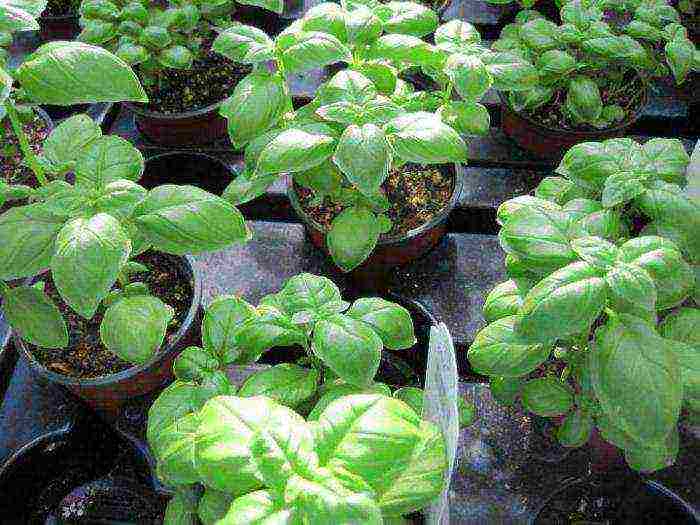 kung paano maayos na mapalago ang basil mula sa mga binhi sa bahay