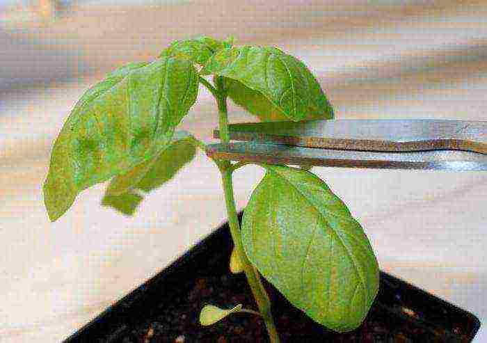 how to properly grow basil from seeds at home