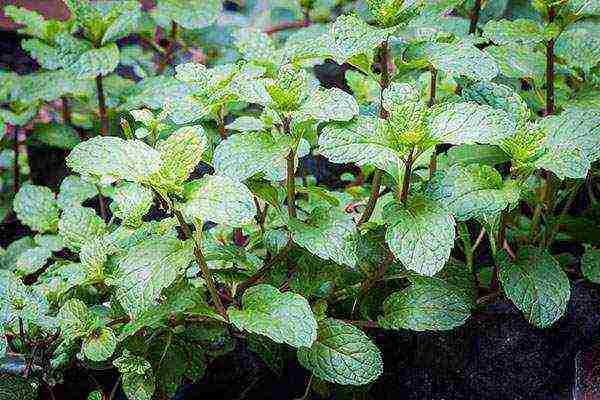 kung paano maayos na mapalago ang basil mula sa mga binhi sa bahay